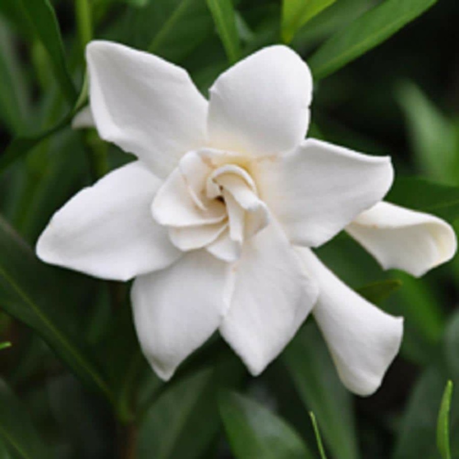 Outdoor Plants * | Cheap 2.5 Qt. Frost Proof Gardenia, Live Evergreen Shrub, White Fragrant Blooms By Flowerwood