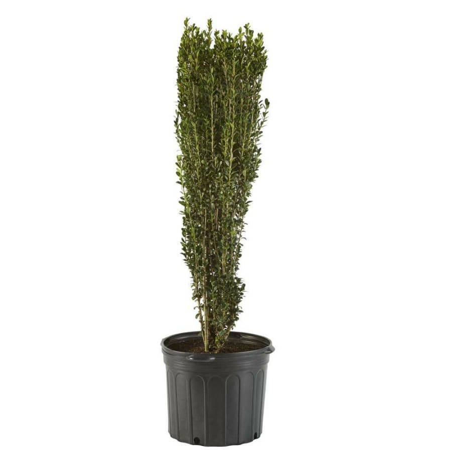 Outdoor Plants * | New 7 Gal. Holly Sky Pencil Shrub With Dark Green Foliage By Unbranded