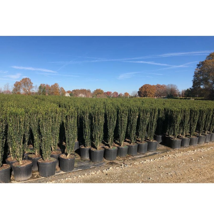 Outdoor Plants * | New 7 Gal. Holly Sky Pencil Shrub With Dark Green Foliage By Unbranded