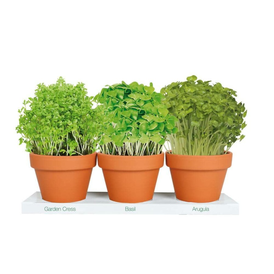 Outdoor Plants * | Best Pirce 1 Qt. Edible Instant Microgreens Kit Herb Plants (3-Pack) By National Plant Network