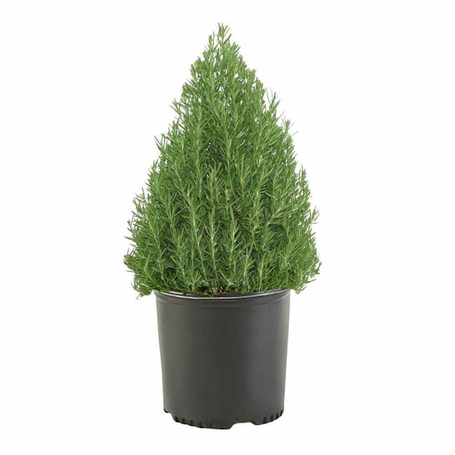 Outdoor Plants * | Brand New 2 Gal. Rosemary Evergreen Plant With Pale Blue To White Flowers By Unbranded