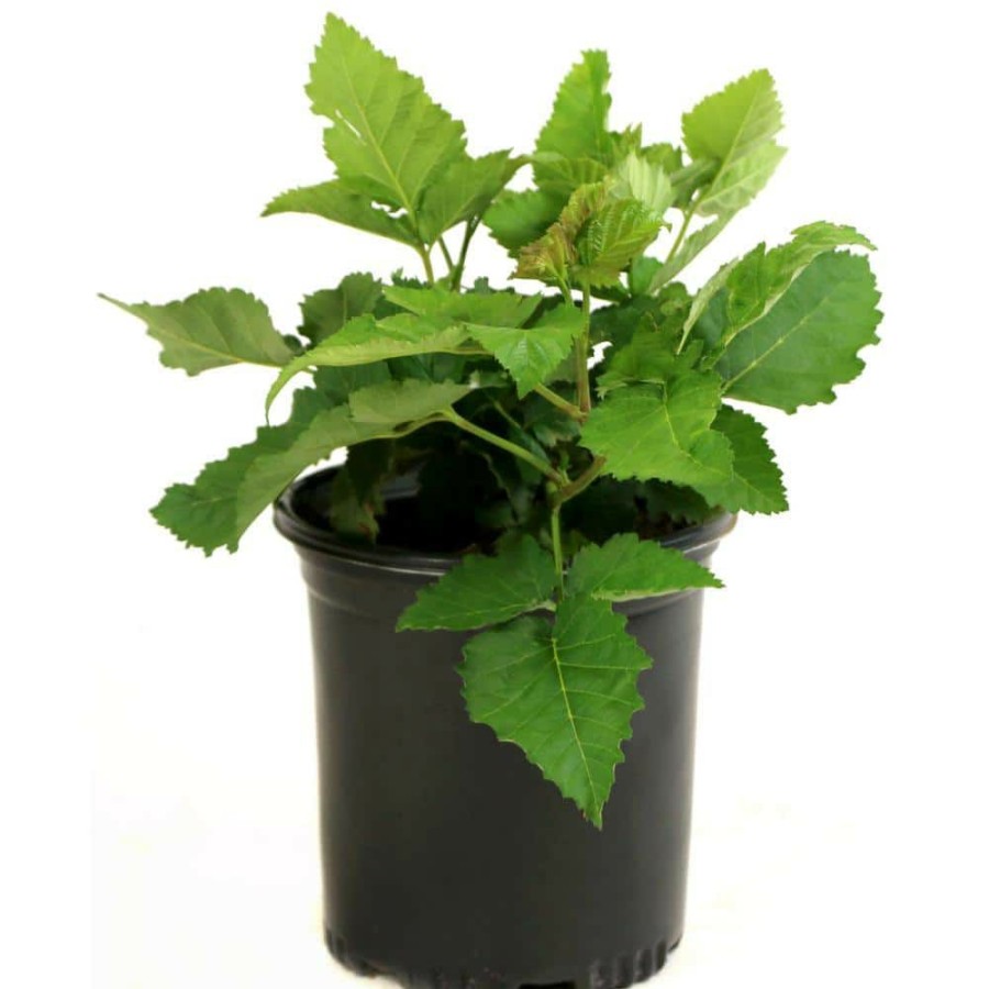 Outdoor Plants * | Best Pirce Freedom Thornless Blackberry (Rubus) In 8 In. Grower Container (1-Plant) By National Plant Network