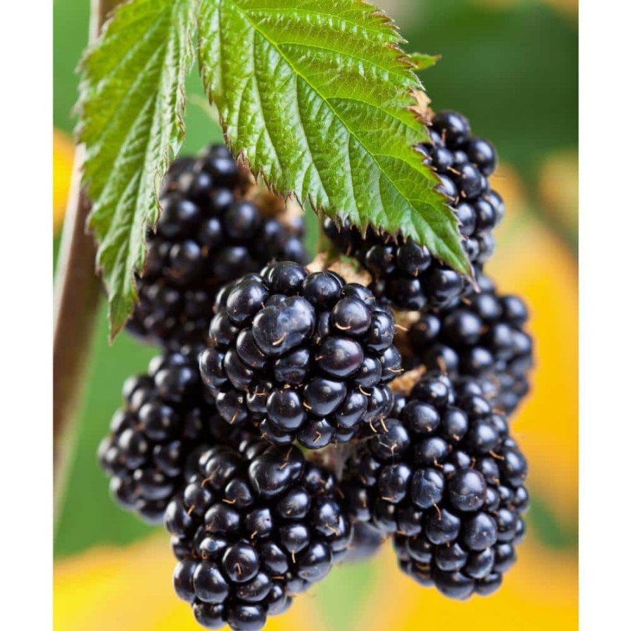 Outdoor Plants * | Best Pirce Freedom Thornless Blackberry (Rubus) In 8 In. Grower Container (1-Plant) By National Plant Network