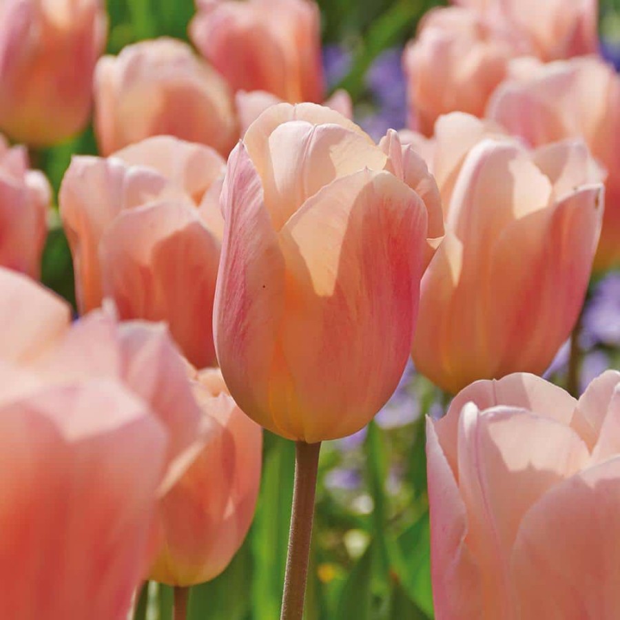 Outdoor Plants * | Wholesale Tulips Bulbs Apricot Beauty (Set Of 12) By Van Zyverden