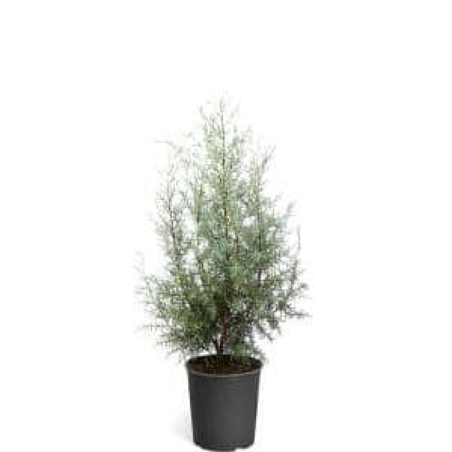 Outdoor Plants * | Top 10 3 Gal. Evergreen Arizona Cypress Tree By Brighter Blooms