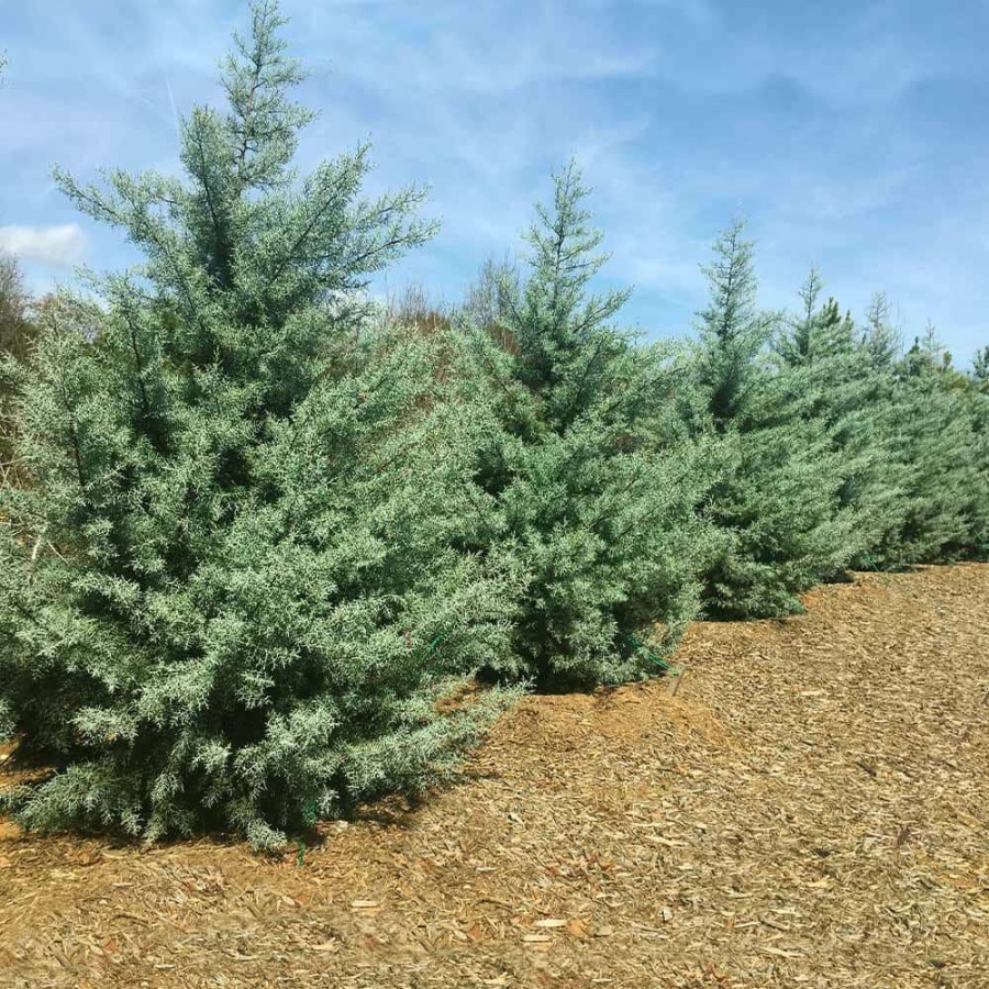 Outdoor Plants * | Top 10 3 Gal. Evergreen Arizona Cypress Tree By Brighter Blooms