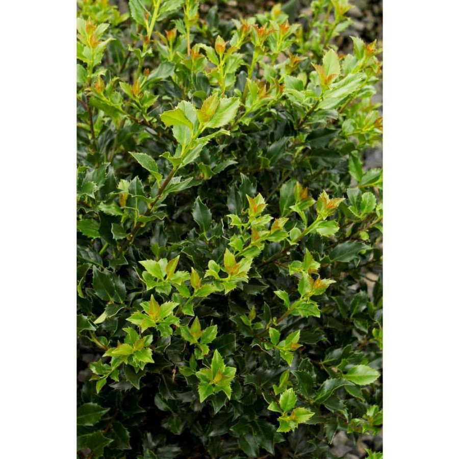 Outdoor Plants * | Flash Sale 1 Gal. Blue Boy Holly Shrub With Glossy Blue-Green Leaves And Powerful Pollinating Capabilities By Online Orchards