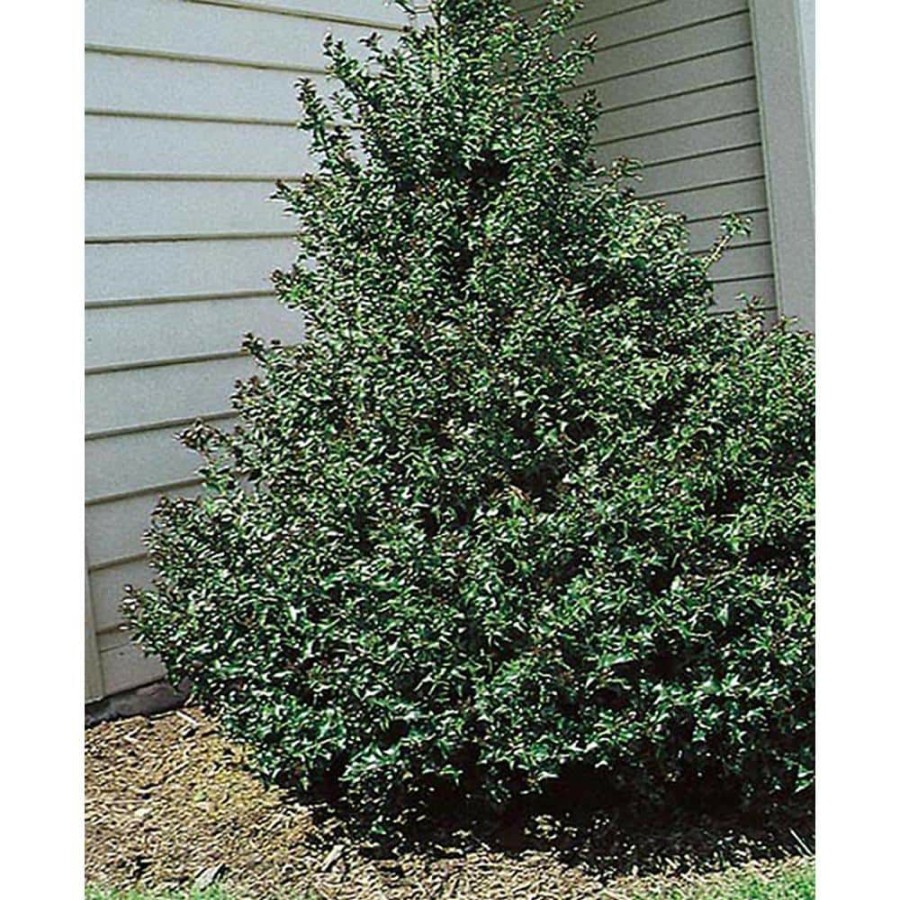 Outdoor Plants * | Flash Sale 1 Gal. Blue Boy Holly Shrub With Glossy Blue-Green Leaves And Powerful Pollinating Capabilities By Online Orchards