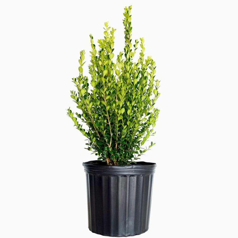 Outdoor Plants * | Brand New 2.5 Gal Wintergreen Boxwood, Live Shrub Plant, Glossy Dark Green Foliage By Flowerwood