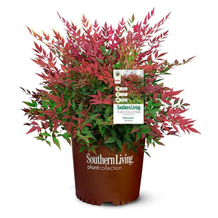 Outdoor Plants * | Outlet 2 Gal. Obsession Nandina Shrub With Bright Red Foliage By Southern Living