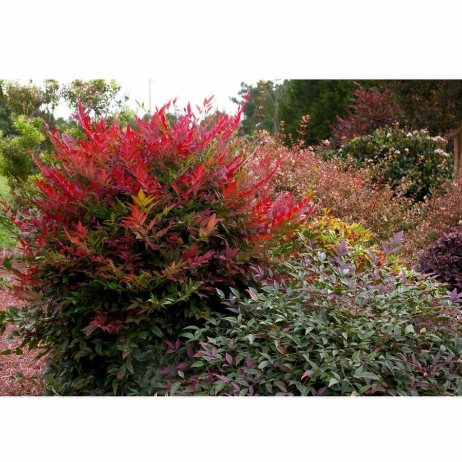 Outdoor Plants * | Outlet 2 Gal. Obsession Nandina Shrub With Bright Red Foliage By Southern Living