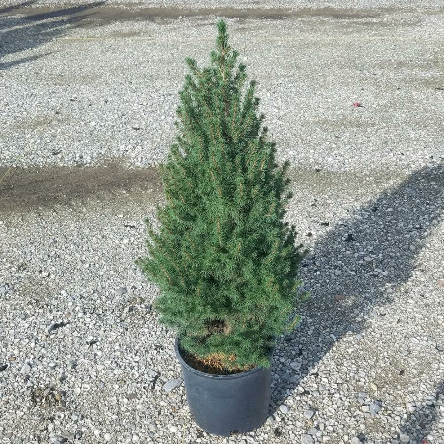 Outdoor Plants * | Cheapest 3 Gal. Dwarf Alberta Spruce Tree With Naturally Pyramidal Evergreen Foliage By Flowerwood