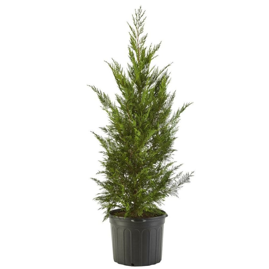 Outdoor Plants * | Hot Sale 7 Gal. Leyland Cypress Evergreen Tree With Green Foliage By Unbranded