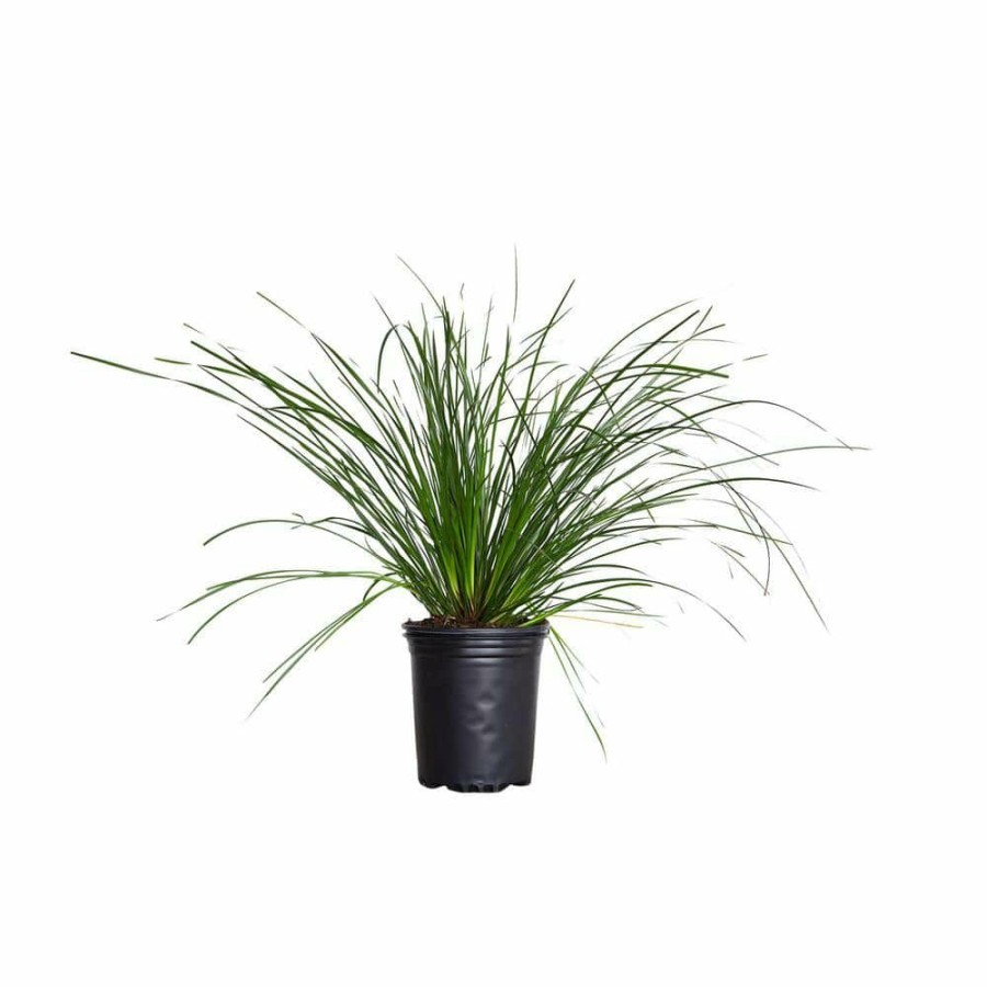 Outdoor Plants * | Budget 2.5 Qt. Breeze Lomandra, Live Evergreen Grass, Pine Green Foliage By Flowerwood