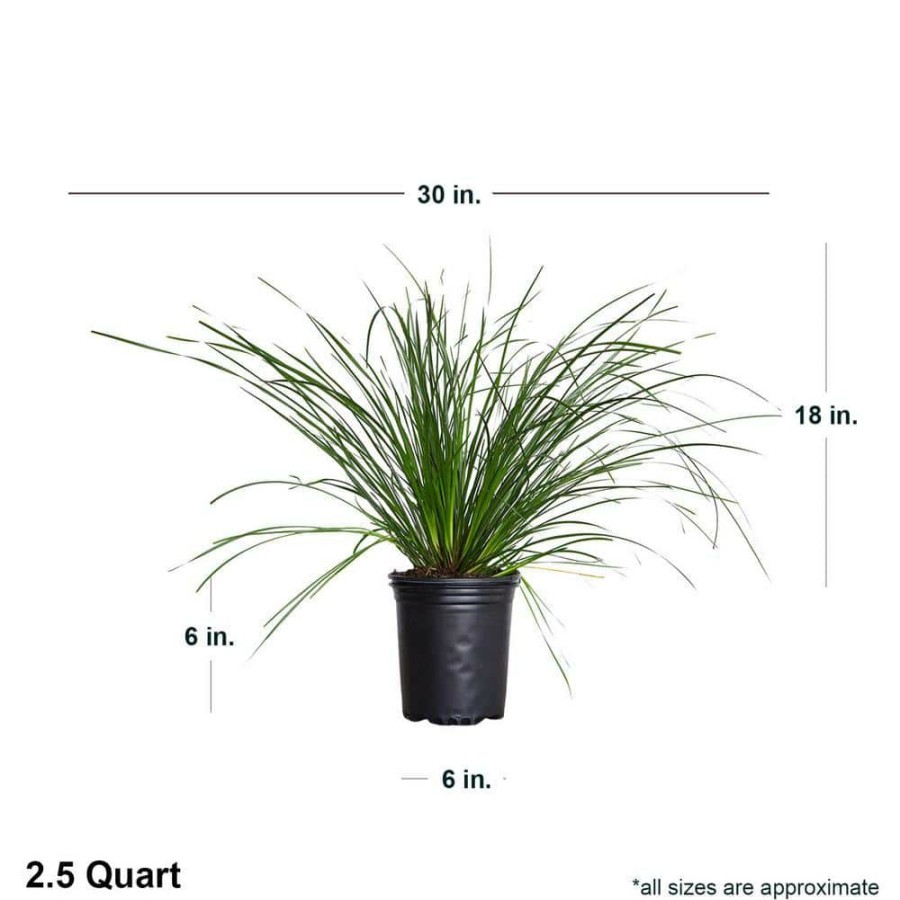 Outdoor Plants * | Budget 2.5 Qt. Breeze Lomandra, Live Evergreen Grass, Pine Green Foliage By Flowerwood