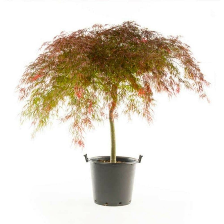 Outdoor Plants * | Wholesale 2 Gal. Crimson Queen Dwarf Japanese Maple Tree With Cascading Branches And Deep Crimson Color By Online Orchards