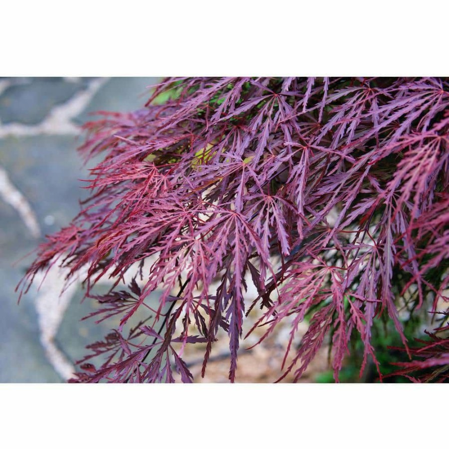 Outdoor Plants * | Wholesale 2 Gal. Crimson Queen Dwarf Japanese Maple Tree With Cascading Branches And Deep Crimson Color By Online Orchards