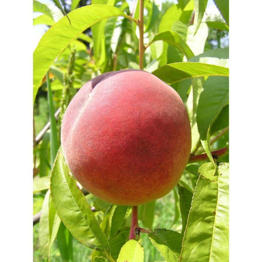 Outdoor Plants * | Flash Sale Dwarf Red Haven Peach Tree Bare Root By Online Orchards