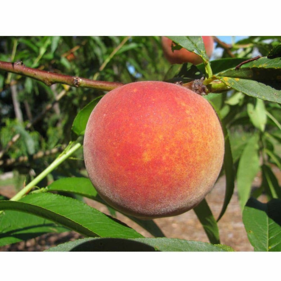 Outdoor Plants * | Flash Sale Dwarf Red Haven Peach Tree Bare Root By Online Orchards