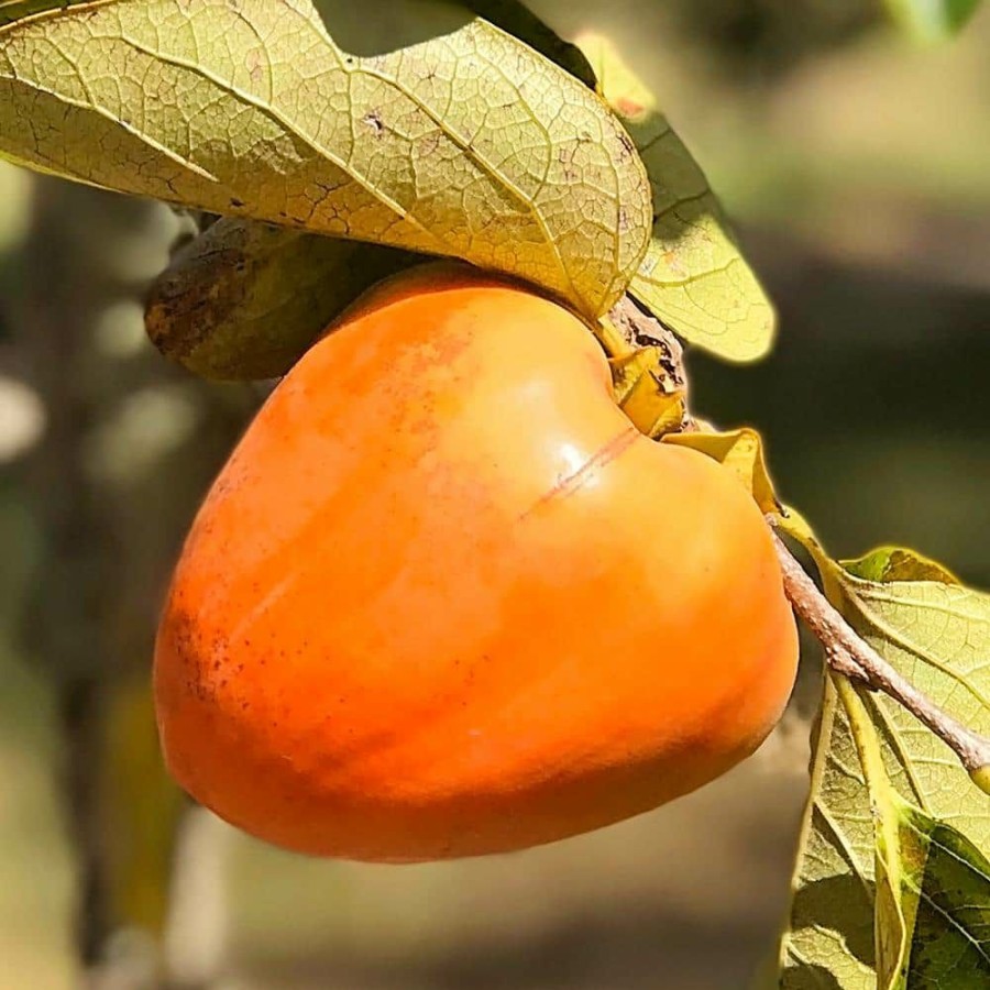 Outdoor Plants * | Buy 5 Gal. Giombo Persimmon Tree By Unbranded