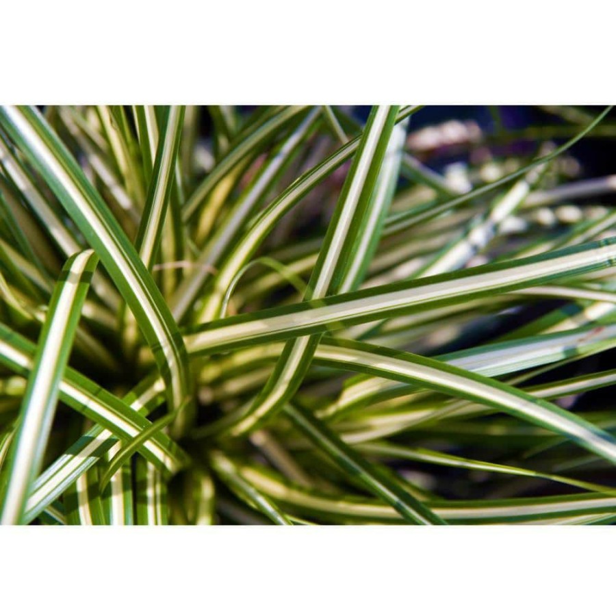 Outdoor Plants * | Deals 1 Gal. Ice Dance Japanese Sedge Grass Colorful, Small, Easy Growing Variegated Evergreen Grass By Online Orchards