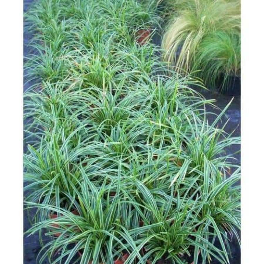 Outdoor Plants * | Deals 1 Gal. Ice Dance Japanese Sedge Grass Colorful, Small, Easy Growing Variegated Evergreen Grass By Online Orchards