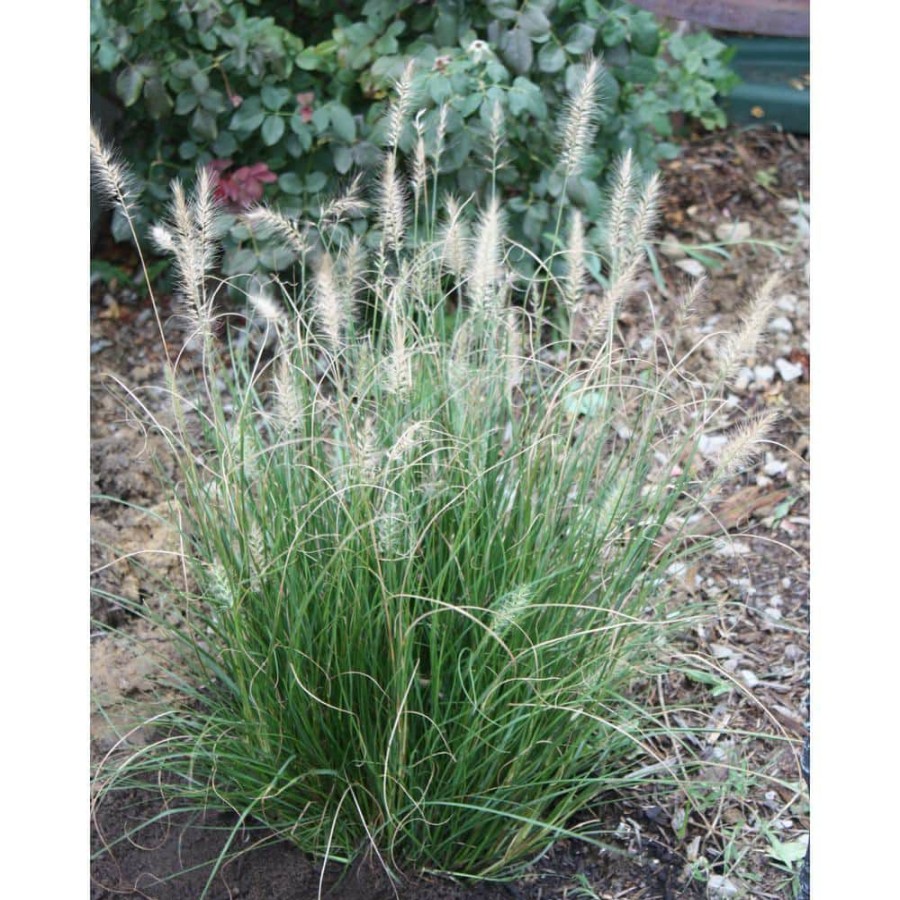 Outdoor Plants * | Outlet 1 Gal. Dwarf Fountain Grass Widely Adaptable Compact Grass, Blooms A Vivid Pinkish-Purple Color By Online Orchards