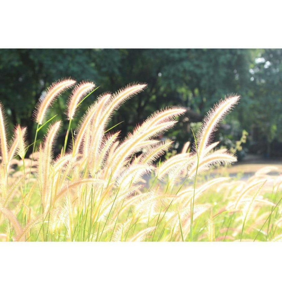 Outdoor Plants * | Outlet 1 Gal. Dwarf Fountain Grass Widely Adaptable Compact Grass, Blooms A Vivid Pinkish-Purple Color By Online Orchards