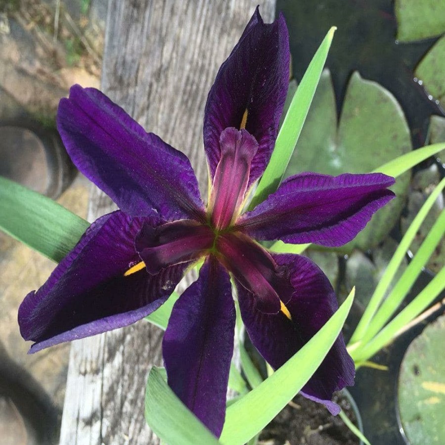 Outdoor Plants * | Deals 4 In. Black Gamecock Iris Potted Bog/Marginal Pond Plant By Unbranded