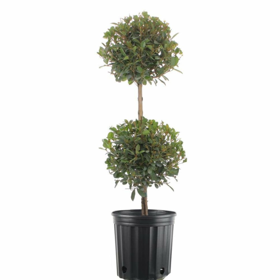 Outdoor Plants * | Top 10 10 In. Eugenia 2 Ball Topiary In Grower'S Pot By Costa Farms