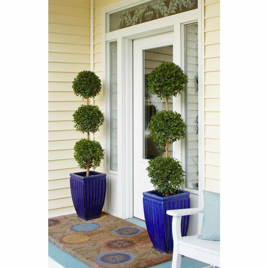 Outdoor Plants * | Top 10 10 In. Eugenia 2 Ball Topiary In Grower'S Pot By Costa Farms