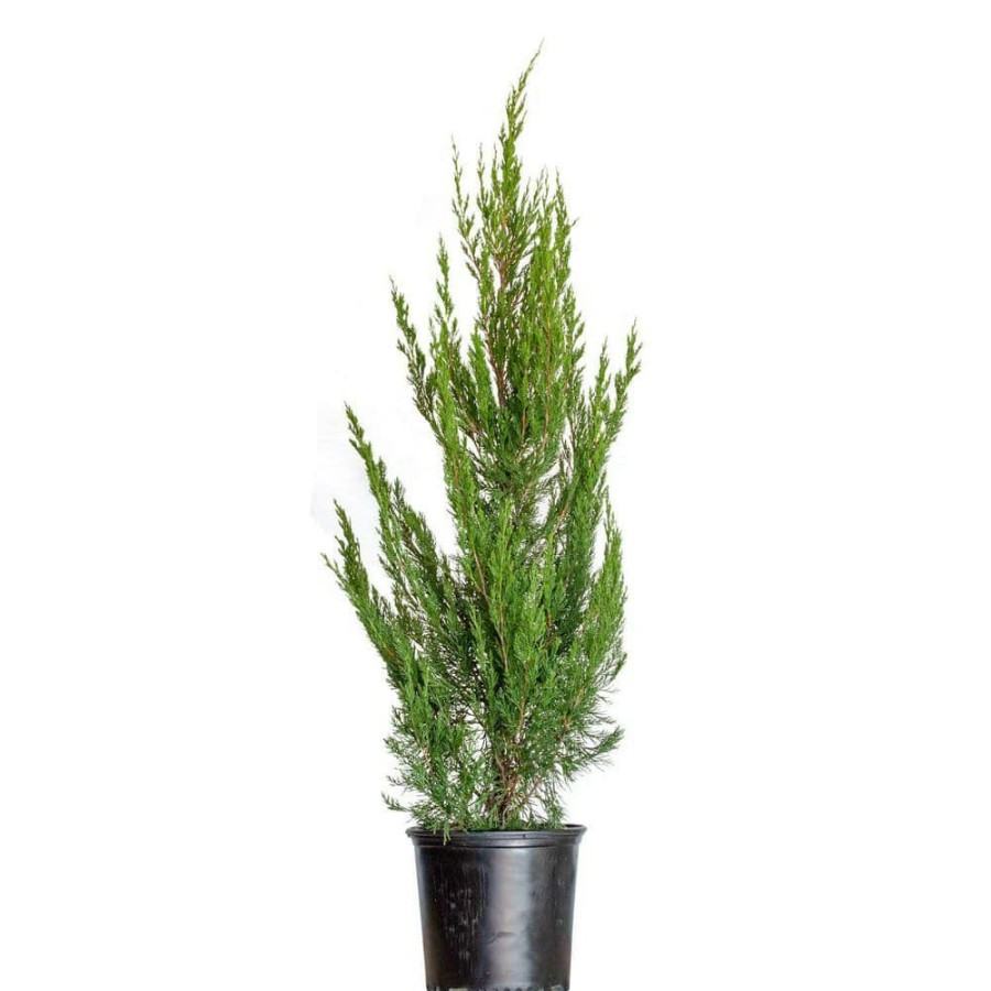 Outdoor Plants * | Cheap 2.5 Gal Spartan Juniper, Live Evergreen Tree, Dark Green Fast-Growing Privacy Plant By Unbranded