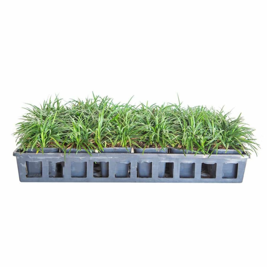 Outdoor Plants * | Best Sale Dwarf Mondo Grass 3 1/4 In. Pots (18-Pack) Groundcover Plant By Flowerwood