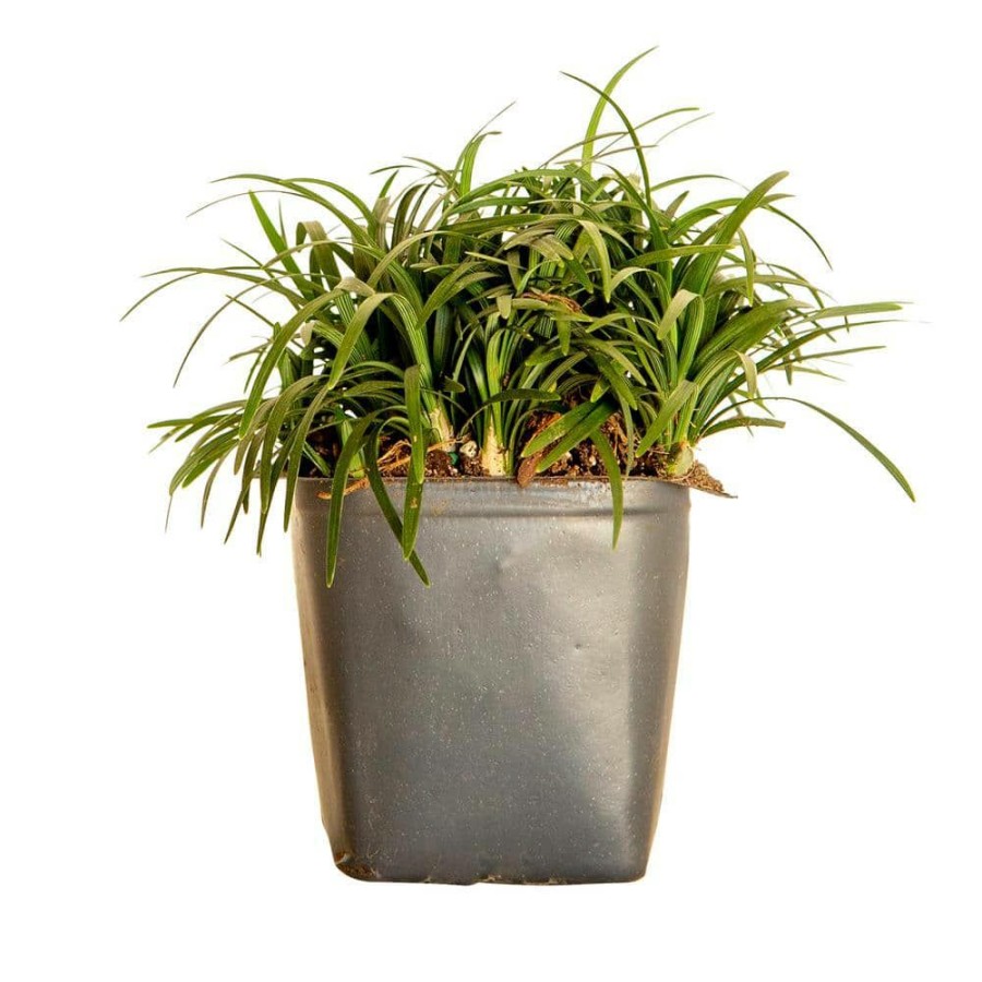 Outdoor Plants * | Best Sale Dwarf Mondo Grass 3 1/4 In. Pots (18-Pack) Groundcover Plant By Flowerwood