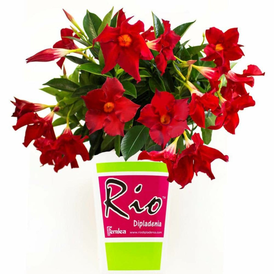 Outdoor Plants * | Flash Sale 2 Qt. Dipladenia Flowering Annual Shrub With Red Flowers By Rio