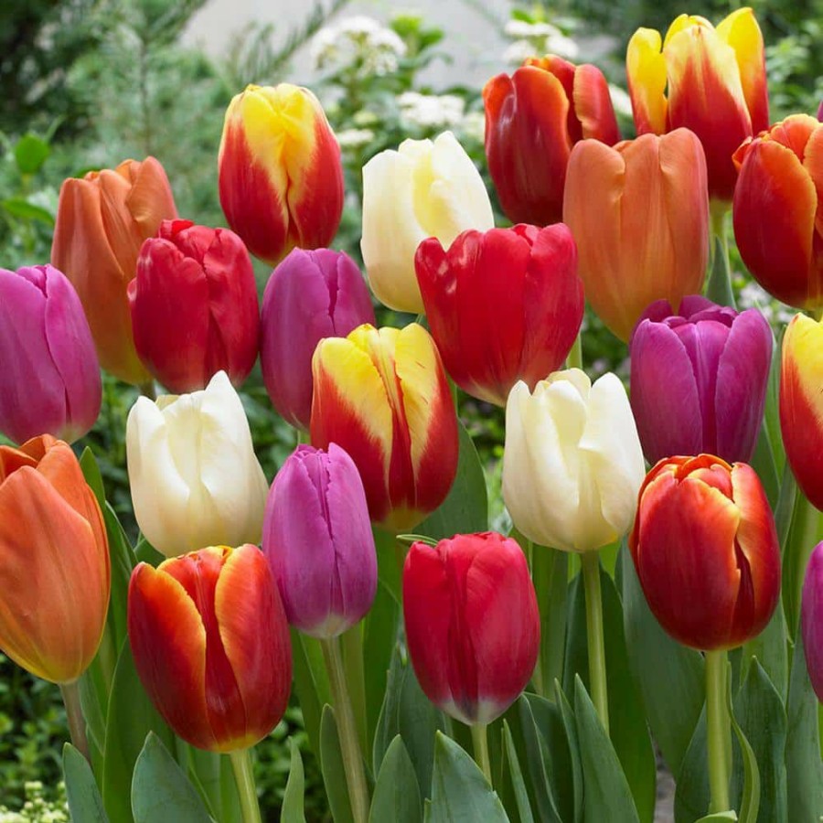 Outdoor Plants * | Discount Tulips Bulbs Triumph Mixture (Set Of 50) By Van Zyverden