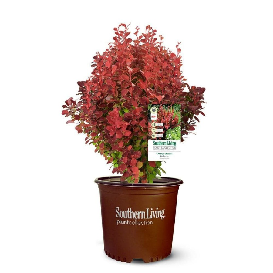 Outdoor Plants * | Promo 2 Gal. Orange Rocket Barberry Plant With Coral To Ruby Red Foliage By Southern Living