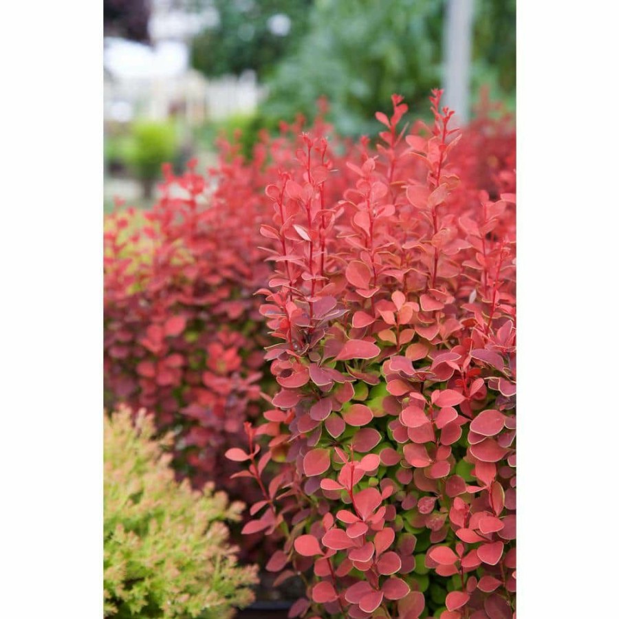 Outdoor Plants * | Promo 2 Gal. Orange Rocket Barberry Plant With Coral To Ruby Red Foliage By Southern Living