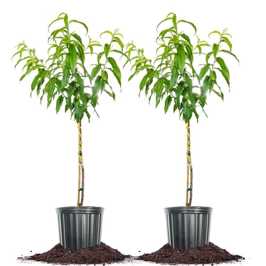 Outdoor Plants * | Wholesale 5 Gal. Flordaking Peach Tree (2-Pack) By Perfect Plants