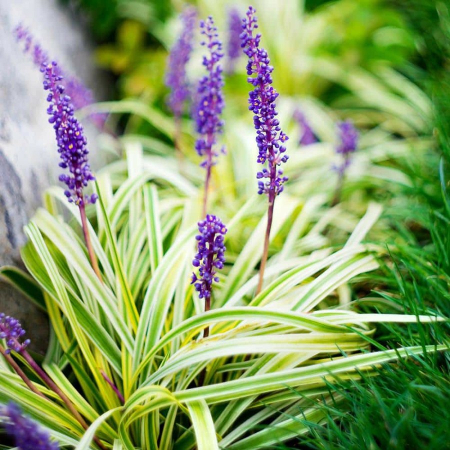 Outdoor Plants * | Discount 2.5 Qt. Variegated Liriope Plant With Purple Blooms By National Plant Network