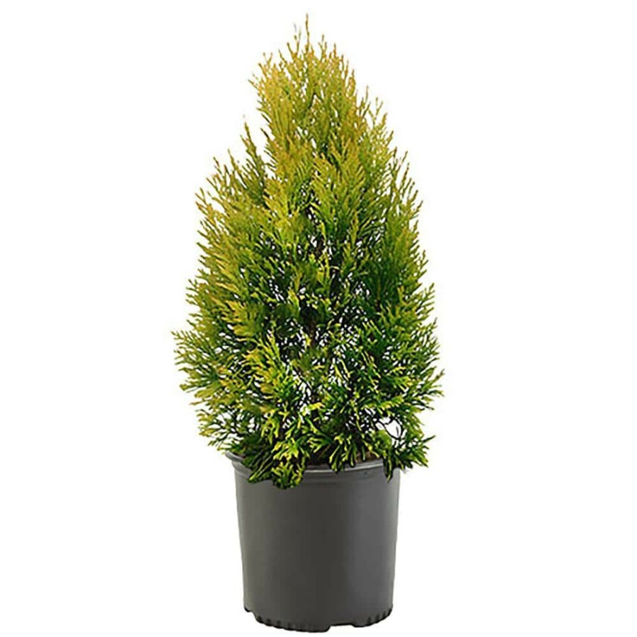 Outdoor Plants * | Best Reviews Of 2.25 Gal. Forever Goldy Arborvitae Shrub With Bright Golden Foliage By Unbranded