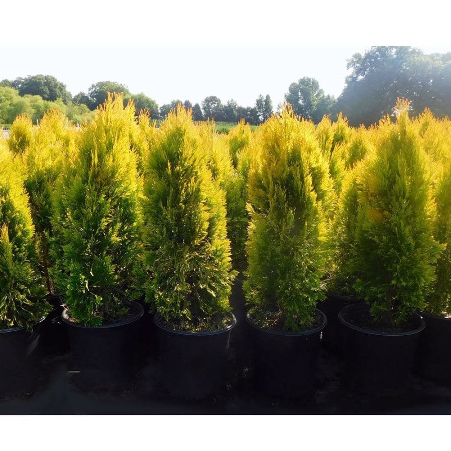 Outdoor Plants * | Best Reviews Of 2.25 Gal. Forever Goldy Arborvitae Shrub With Bright Golden Foliage By Unbranded