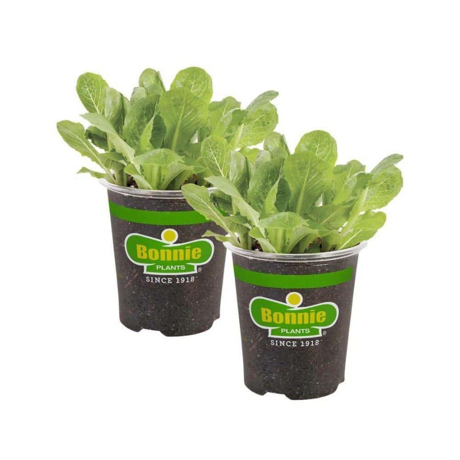 Outdoor Plants * | Outlet 19 Oz. Green Romaine Lettuce Plant (2-Pack) By Bonnie Plants