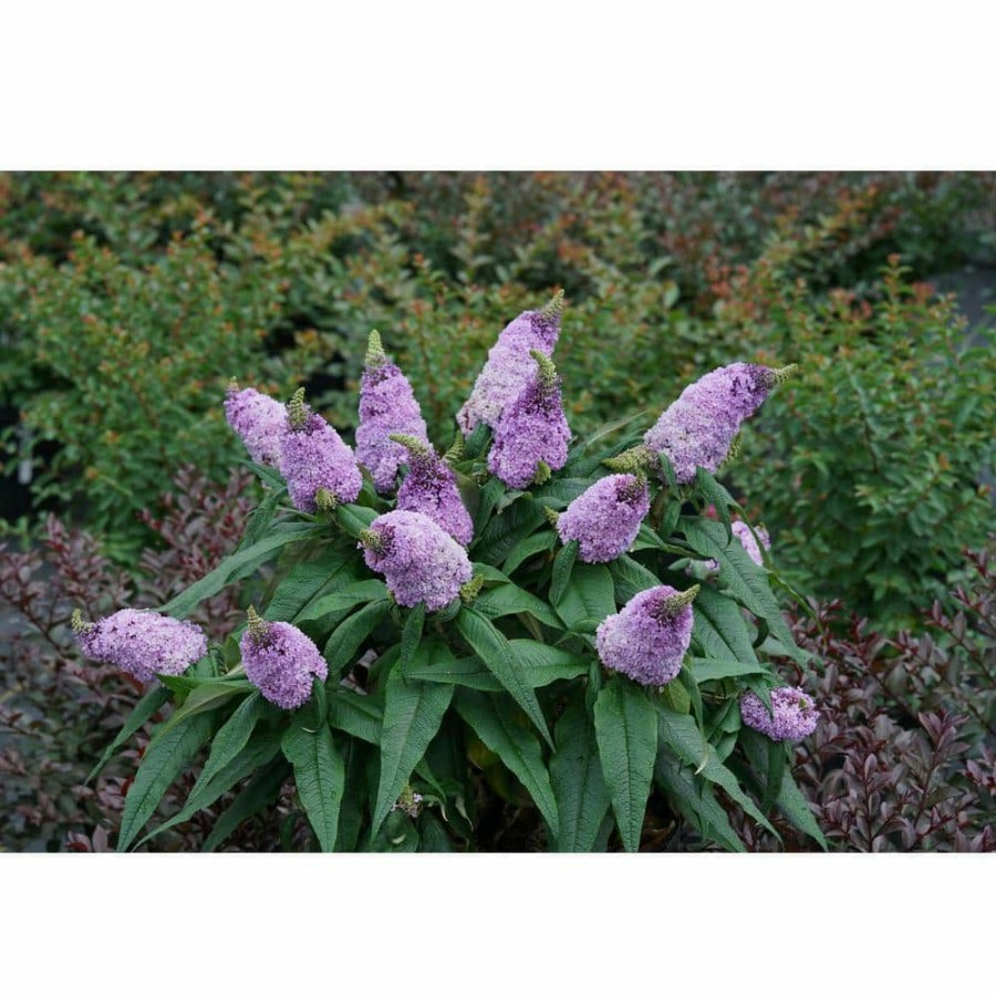 Outdoor Plants * | Outlet 4.5 In. Quart Pugster Amethyst Butterfly Bush (Buddleia) Live Shrub With Purple Flowers By Proven Winners