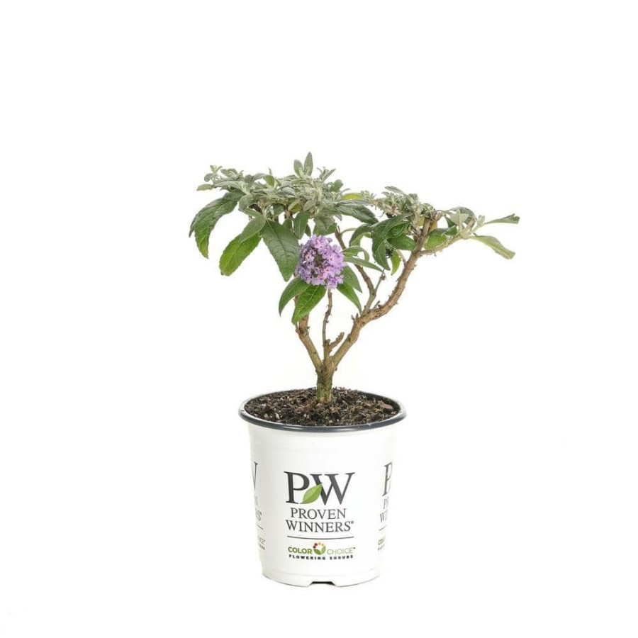 Outdoor Plants * | Outlet 4.5 In. Quart Pugster Amethyst Butterfly Bush (Buddleia) Live Shrub With Purple Flowers By Proven Winners