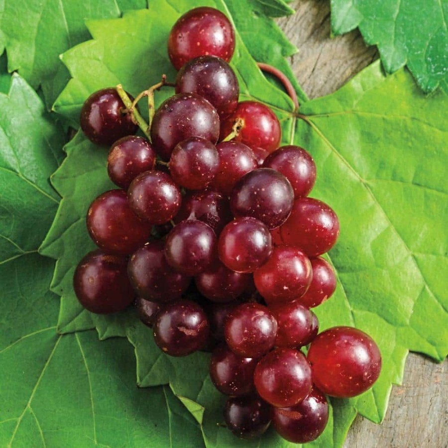 Outdoor Plants * | Best Deal 4 In. Pot, Razzmatazz Muscadine Grape (Vitis), Live Deciduous Plant, Seedless Grape Vine (1-Pack) By Gurney'S