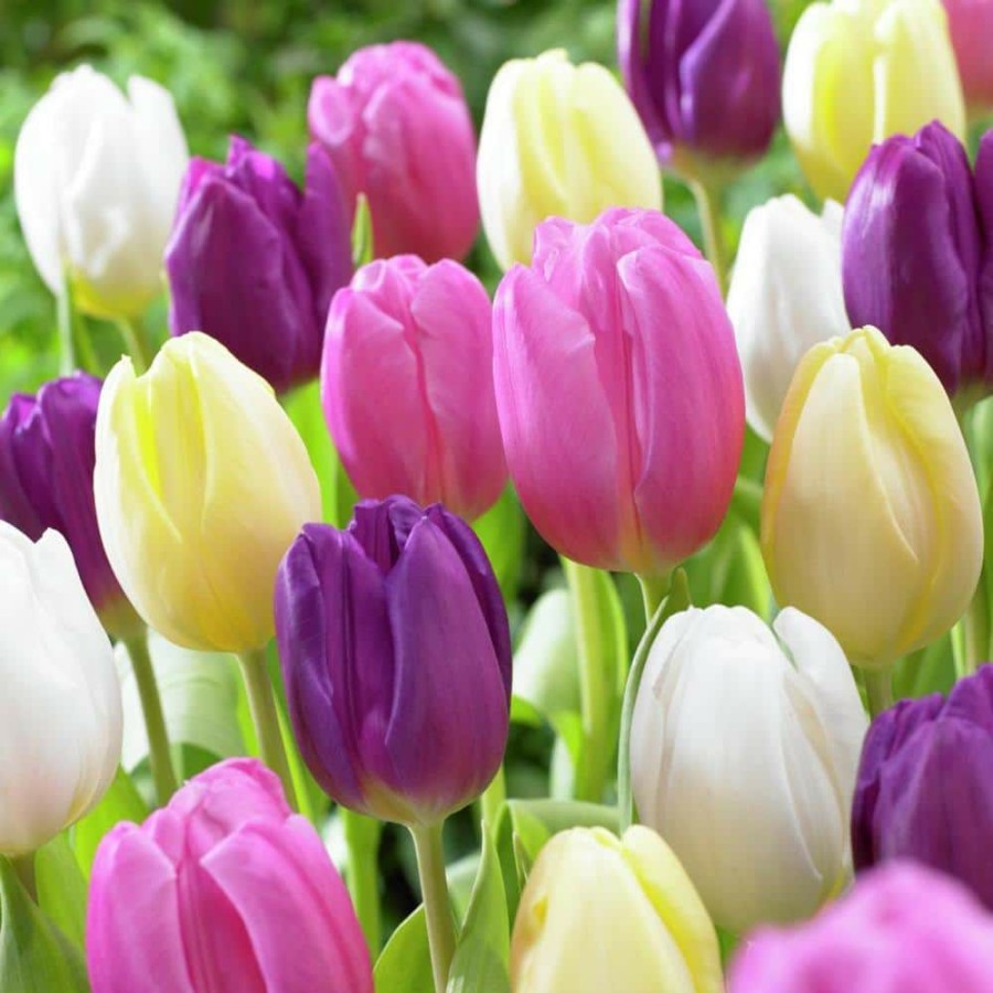 Outdoor Plants * | Wholesale Tulips Easter Basket Mixture Set Of 25 Bulbs By Van Zyverden