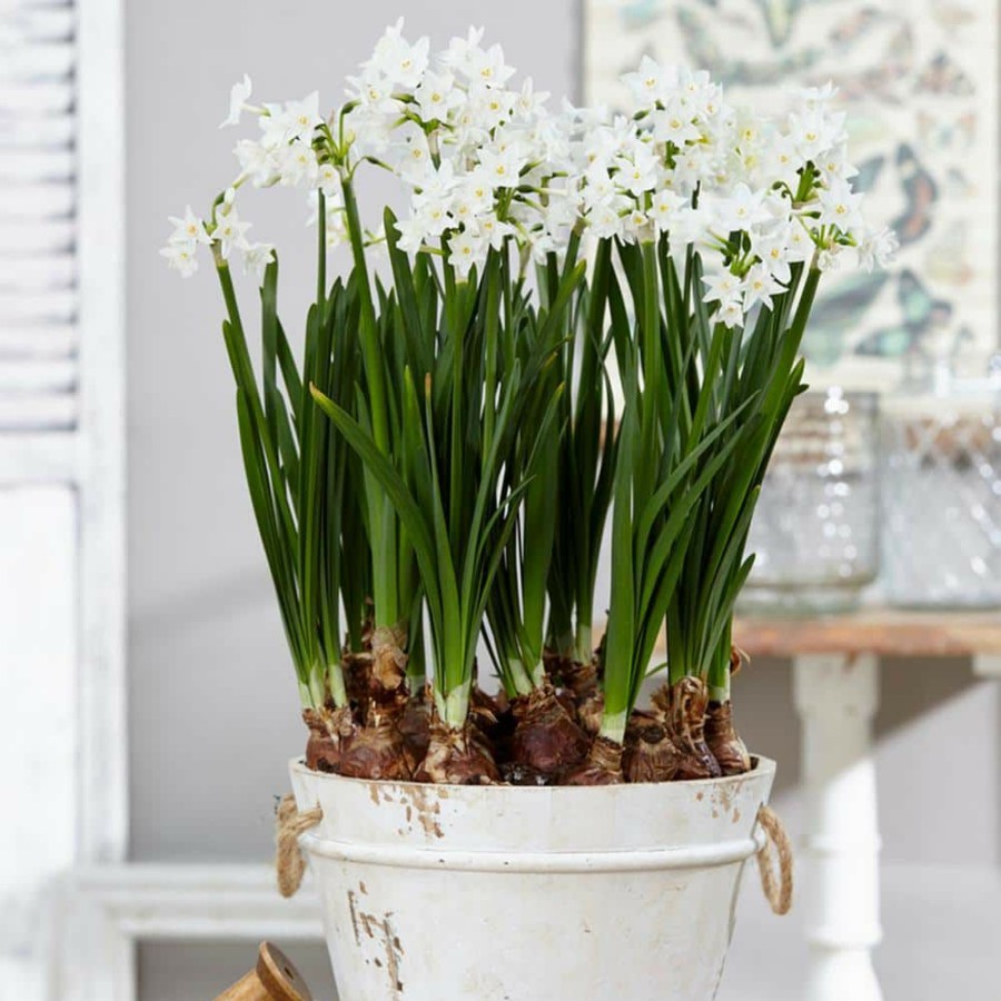 Outdoor Plants * | Best Reviews Of Paperwhites Bulbs (25-Pack) By Van Zyverden