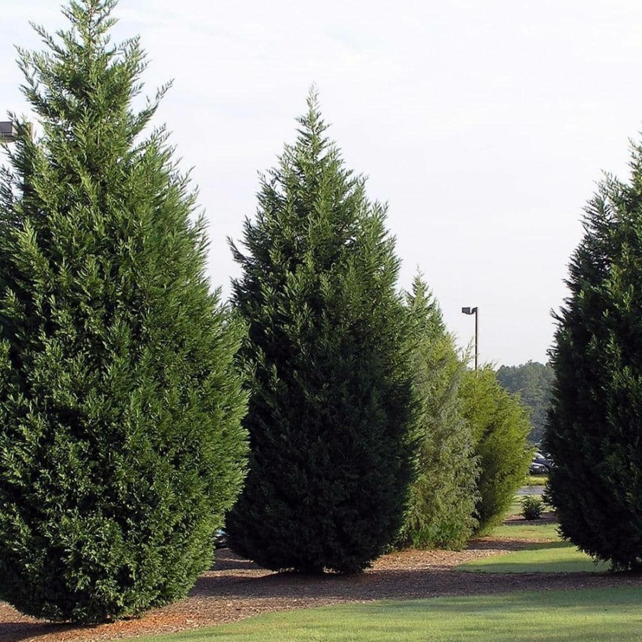 Outdoor Plants * | Deals 2.25 Gal. Leyland Cypress Evergreen Tree With Green Foliage By Unbranded