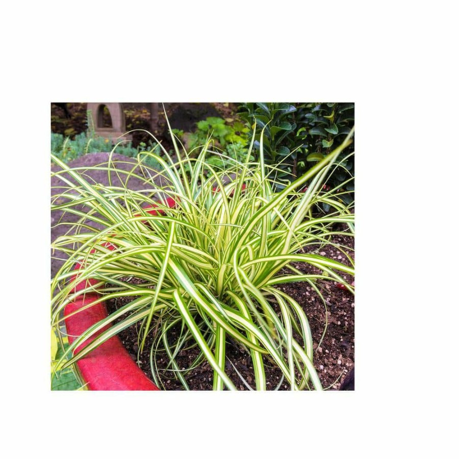 Outdoor Plants * | Cheap 1 Gal. Evergold Japanese Sedge Grass With Gold And Green Striped Cascading Blades By Online Orchards